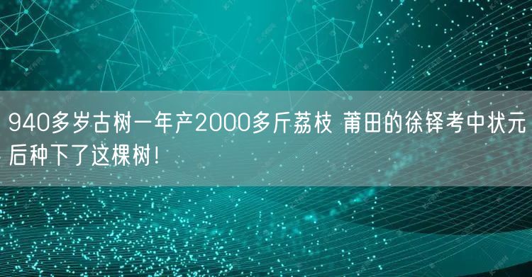 940多岁古树一年产2000多斤荔枝 莆田的徐铎考中状元后种下了这棵树！