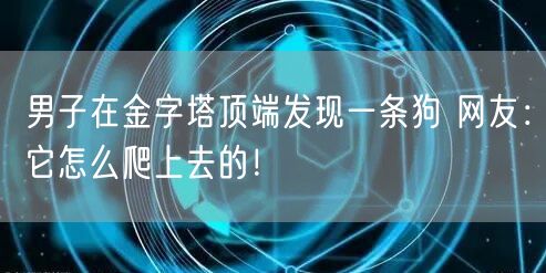 男子在金字塔顶端发现一条狗 网友：它怎么爬上去的！