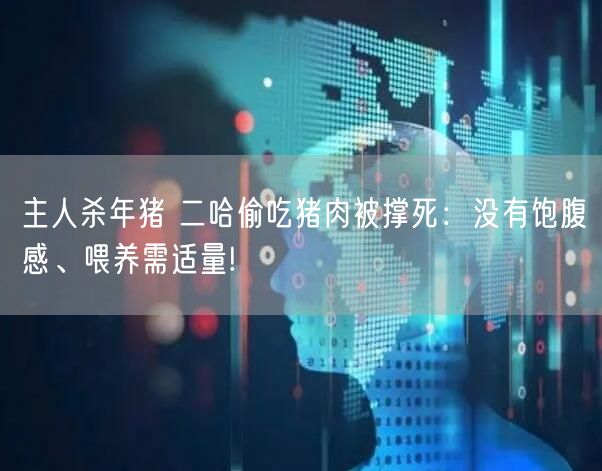 主人杀年猪 二哈偷吃猪肉被撑死：没有饱腹感、喂养需适量!