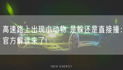 高速路上出现小动物 是躲还是直接撞：官方解读来了!