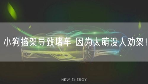 小狗掐架导致堵车 因为太萌没人劝架！